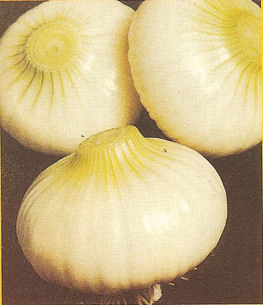 CIPOLLA BIANCA DI GIUGNO NR.300 SEMI